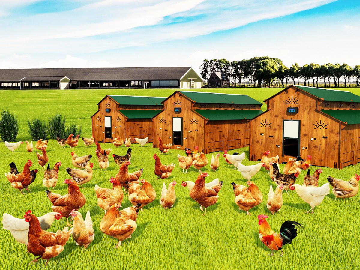Easicoop Farm Plus 24 - 96 Hybrid birds - Easicoop